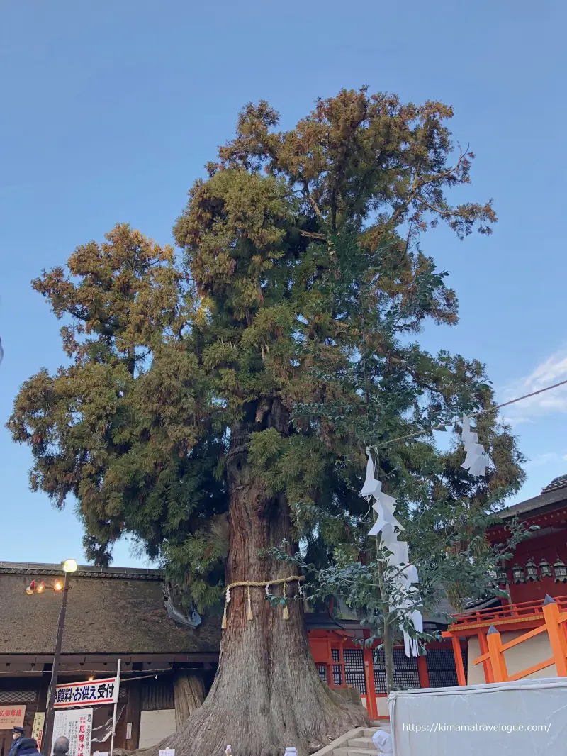 春日大社(15)社頭の大杉