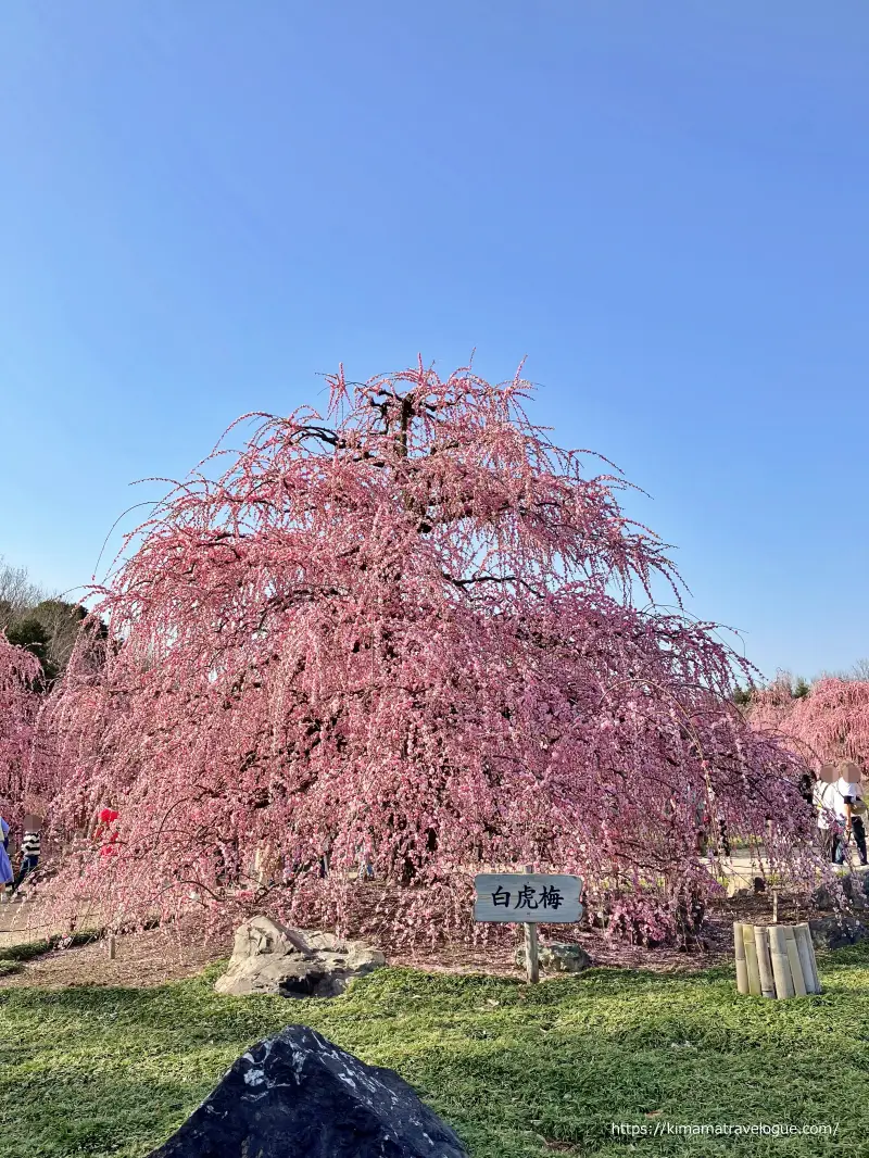 鈴鹿の森 (8)　白虎梅