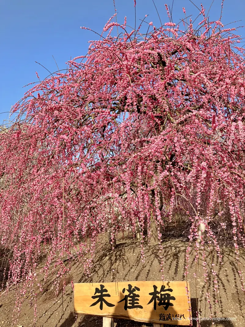 鈴鹿の森 (12)　朱雀梅