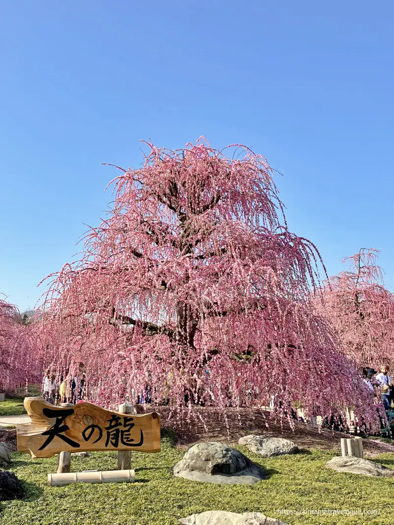 鈴鹿の森 (7)　天の龍