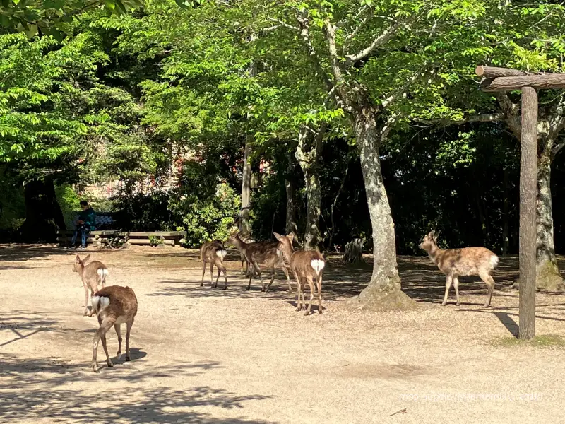 広島04　ロープウエー(8)紅葉谷公園