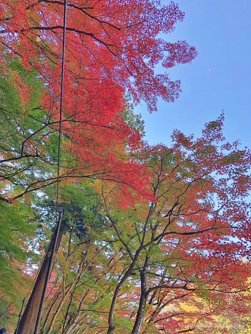 香嵐渓 (8)　もみじのトンネル2