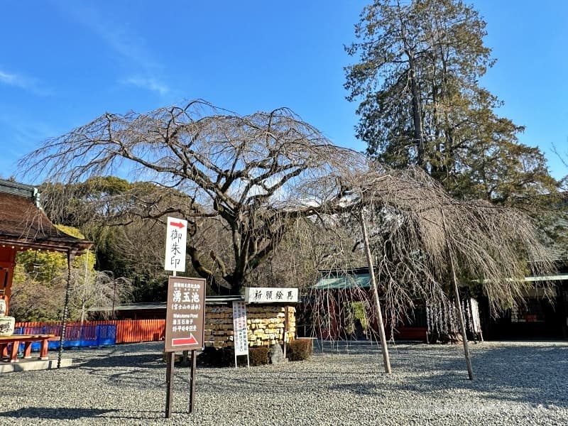 富士山本宮浅間大社24　信玄桜s