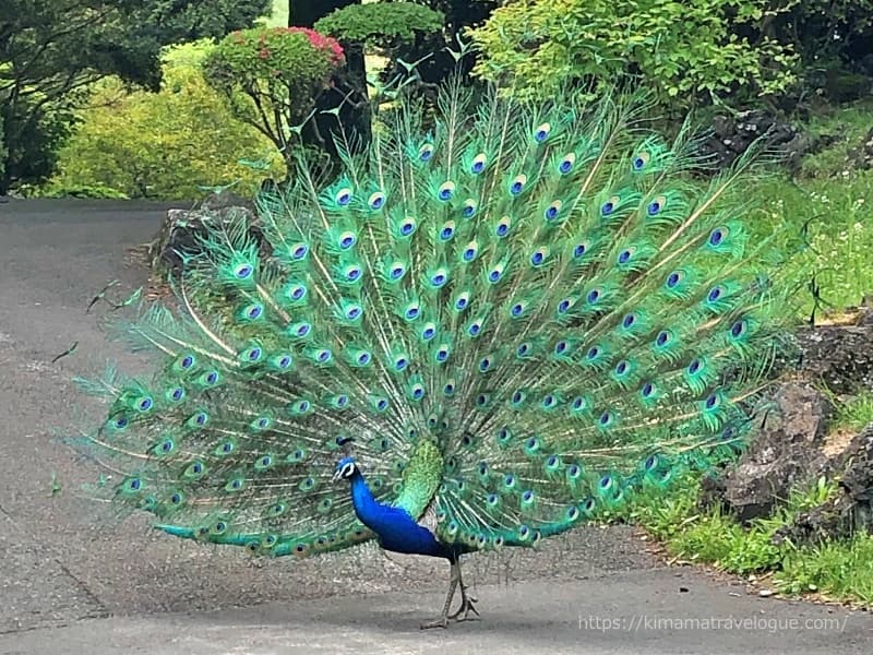 伊豆シャボテン動物公園孔雀01W800s