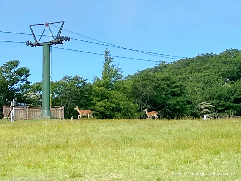 御在所(50)　野生のシカ