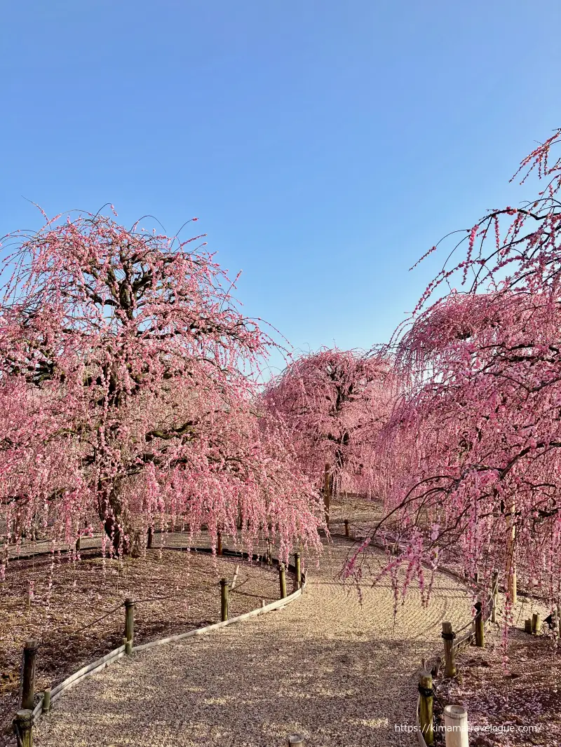 鈴鹿の森 (15)　枯山水