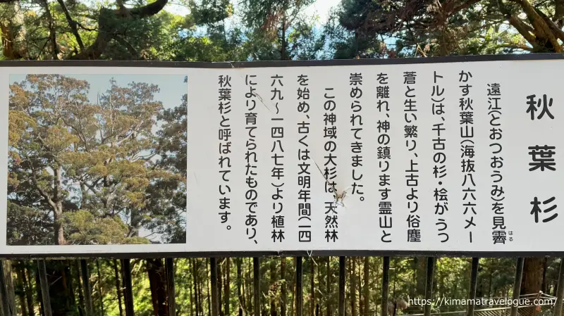 秋葉山本宮秋葉神社(43)　秋葉杉看板