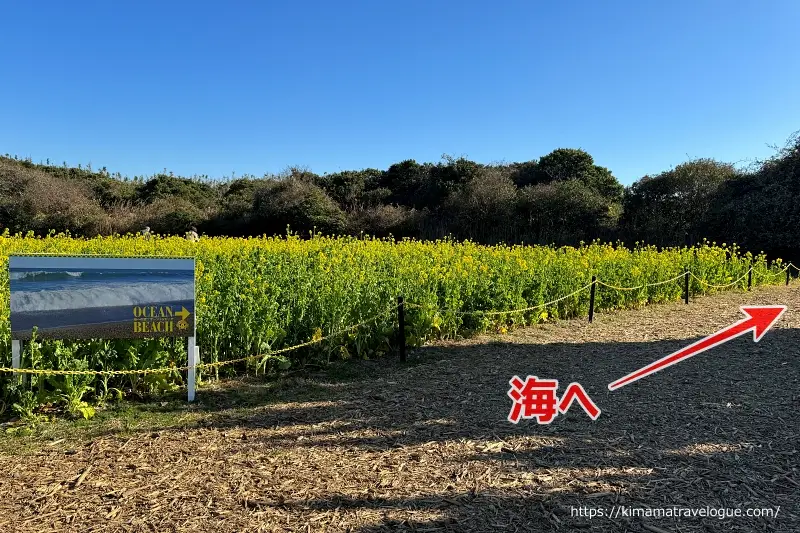 伊良湖05　菜の花ガーデン海へ