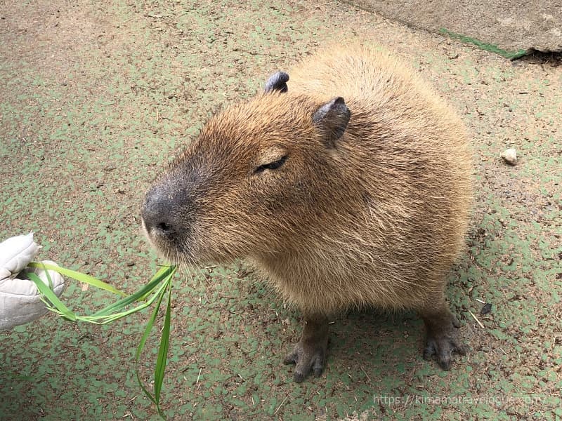 伊豆シャボテン動物公園カピバラW800s