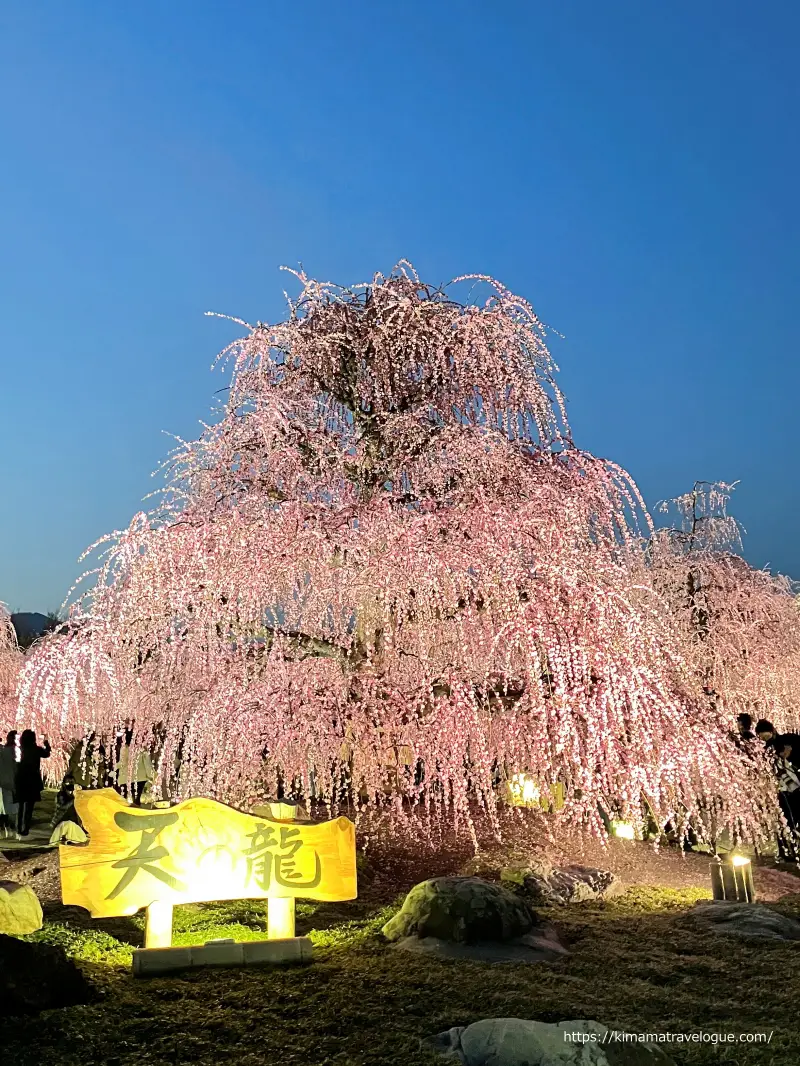 鈴鹿の森 (25)　天龍　ライトアップ直後