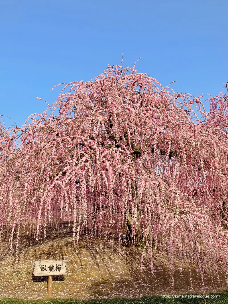 鈴鹿の森 (16)　臥龍梅