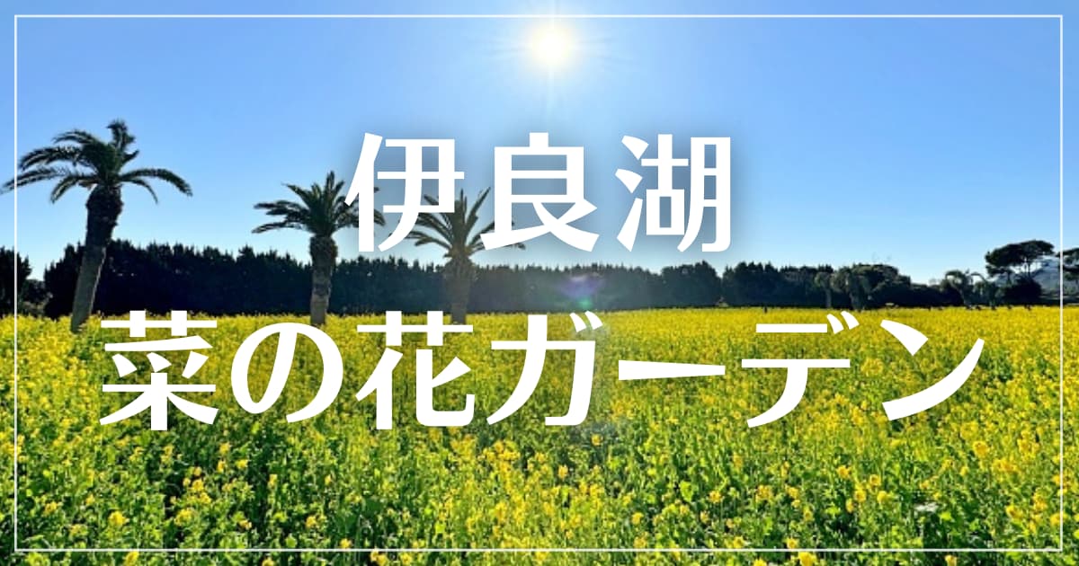 アイキャッチ　伊良湖菜の花ガーデンs