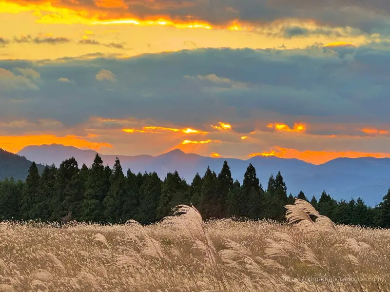 曽爾高原(31)　すすきと夕陽