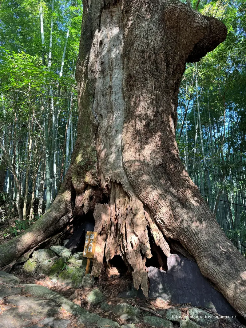 和歌山01　熊野古道(19)樹齢800年