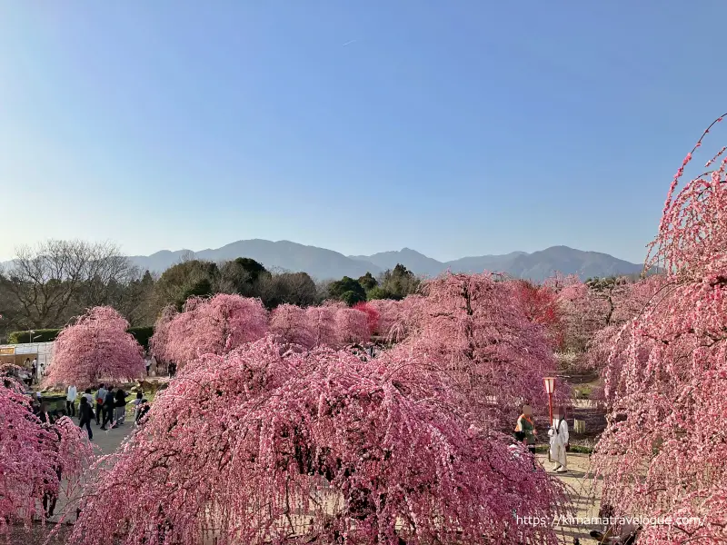 鈴鹿の森 (11)　見晴らし台からの景色