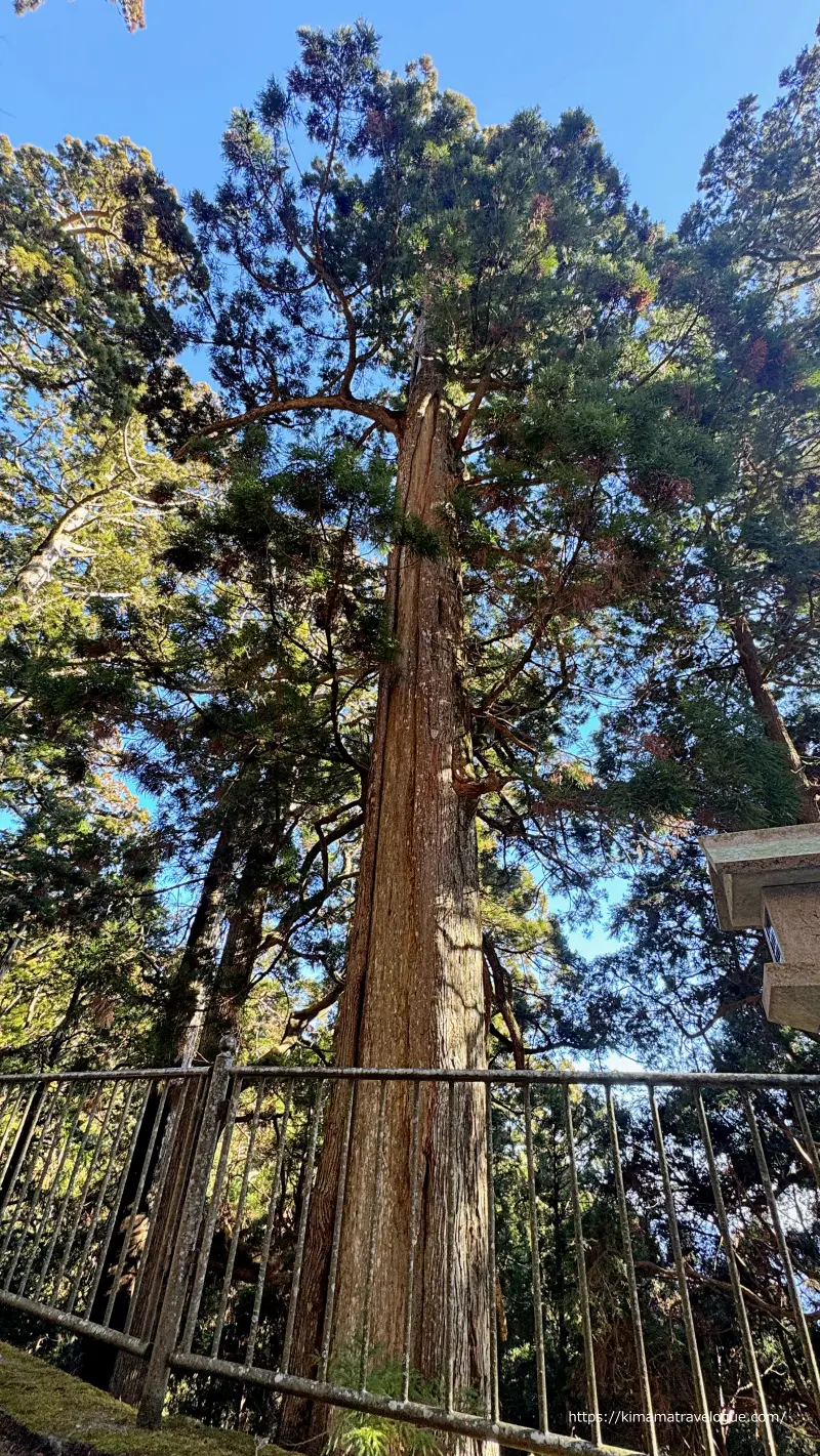 秋葉山本宮秋葉神社(44)　秋葉杉