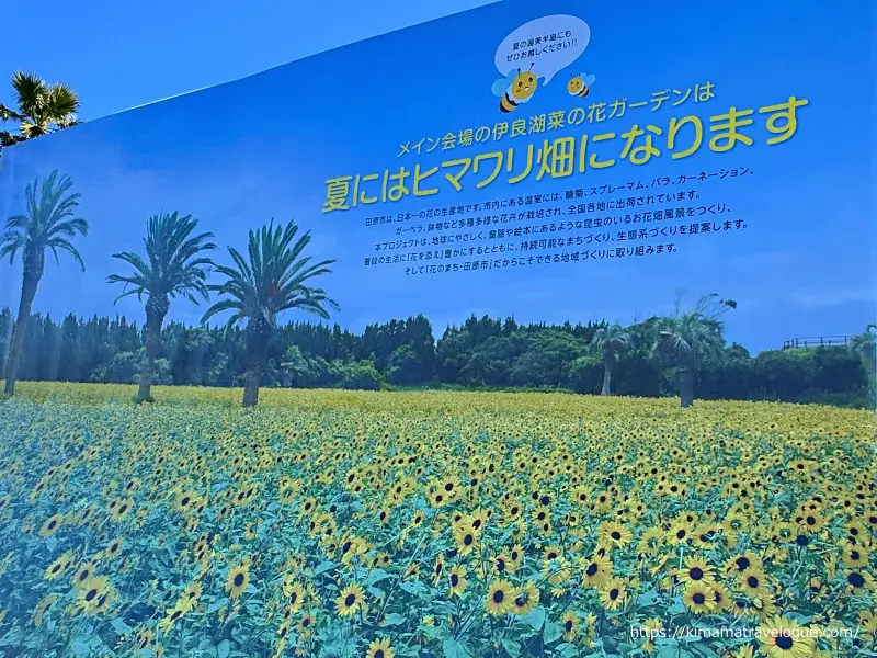 伊良湖24　菜の花ガーデン　夏ひまわり