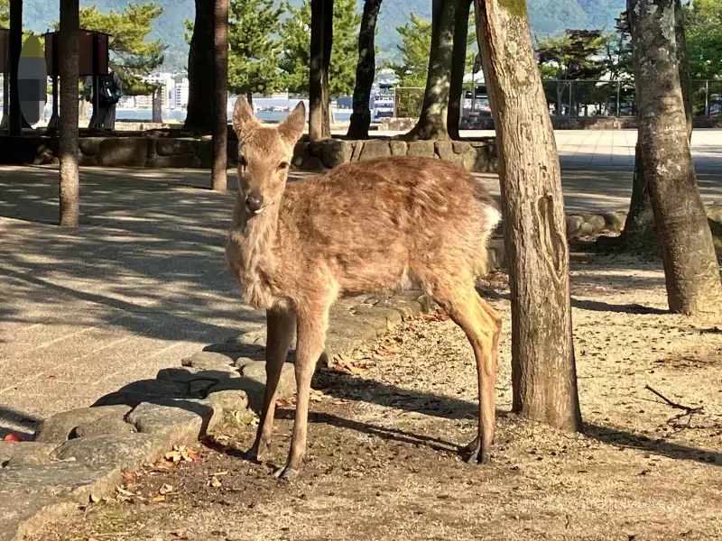 広島旅行1　宮島行き方 (26)宮島の鹿