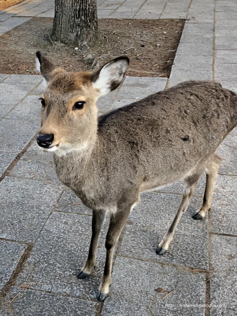 東大寺 (13)子鹿