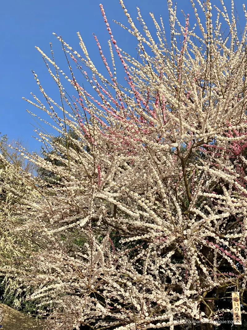 鈴鹿の森 (13)　思いのまま