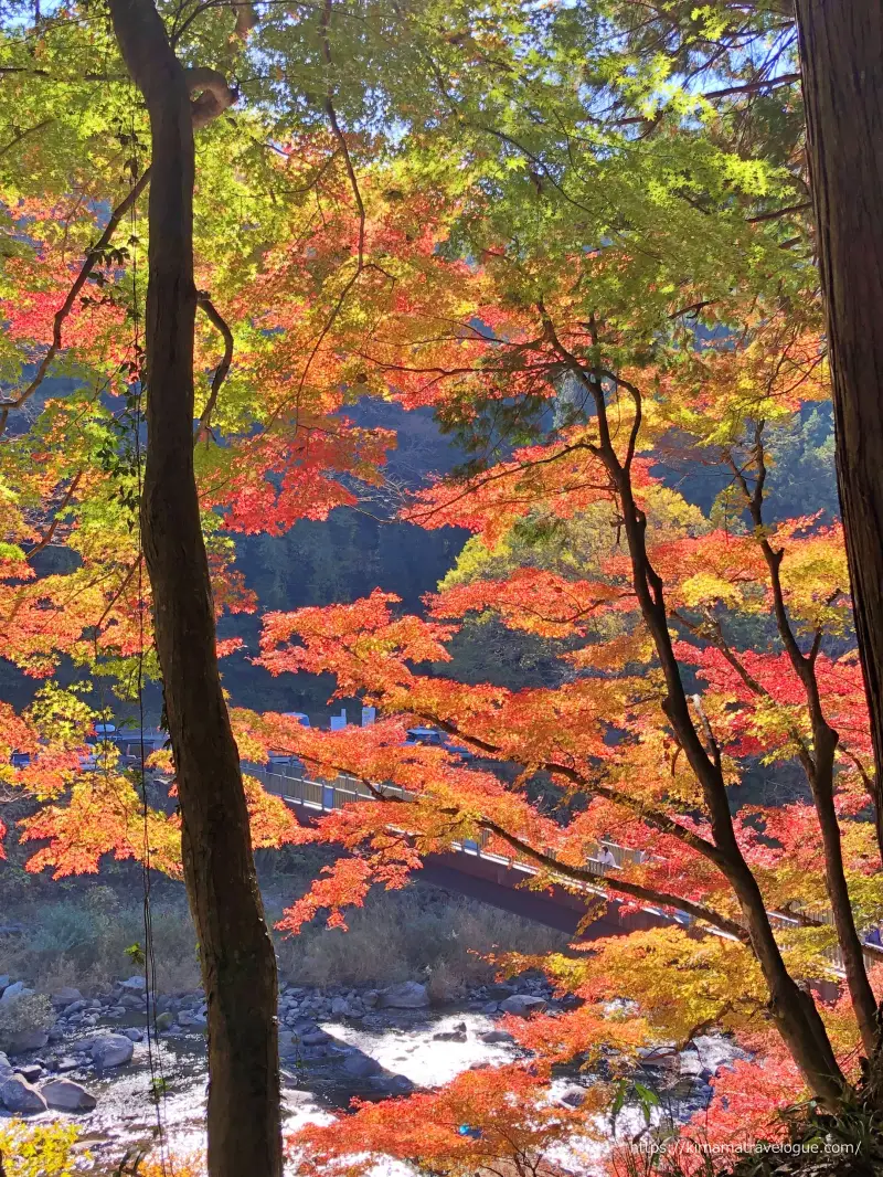 香嵐渓 (27)　薫楓橋