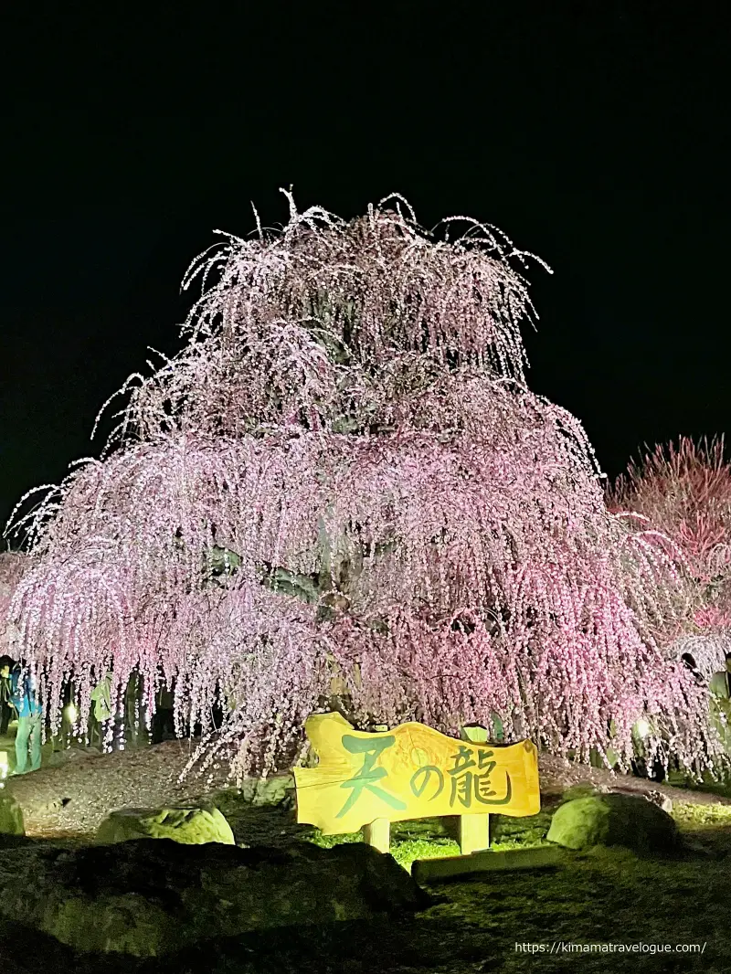 鈴鹿の森 (26)　天龍　暗闇