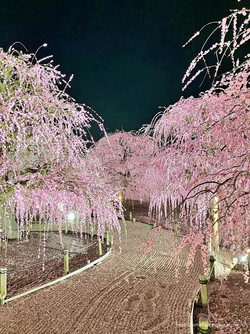 鈴鹿の森 (30)　夜の枯山水