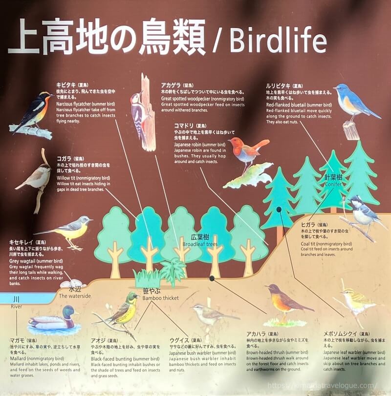 上高地09　上高地の鳥類s