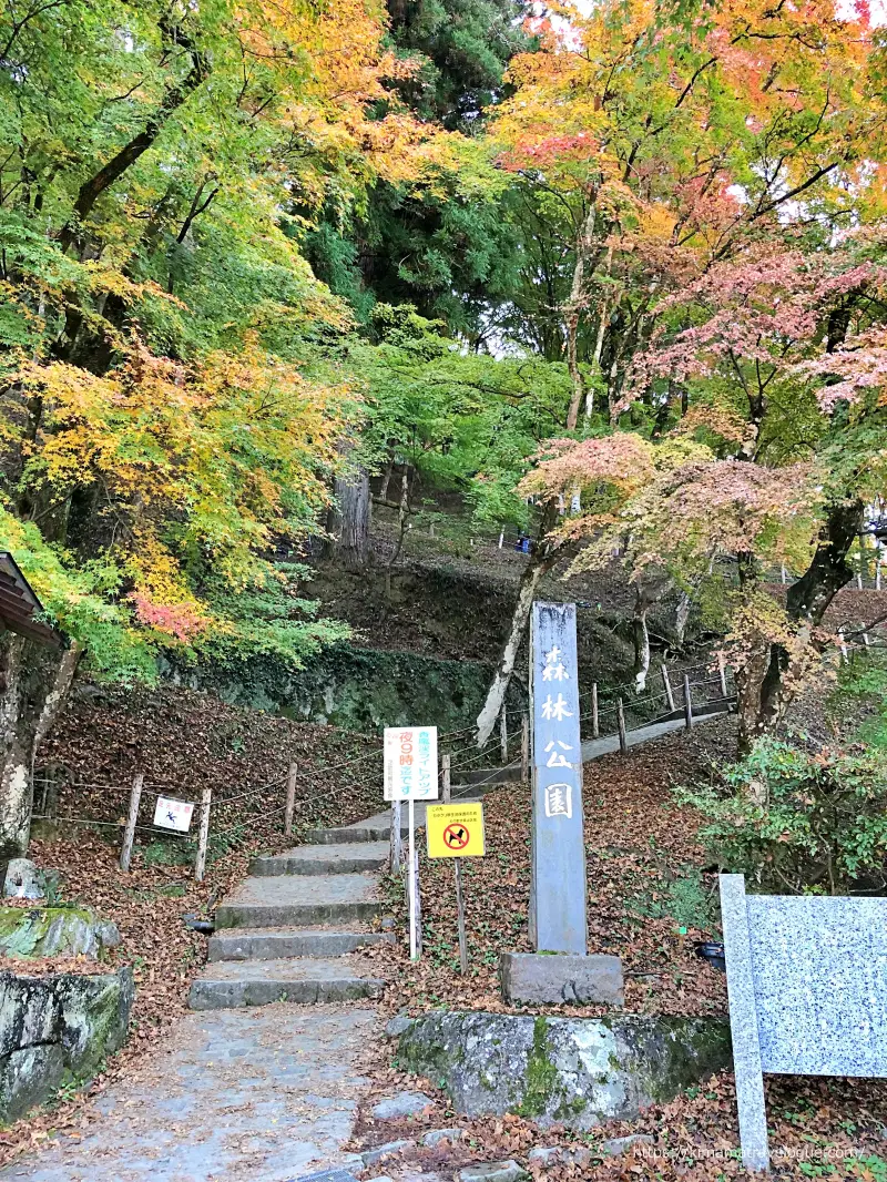 香嵐渓 (4)　森林公園への道