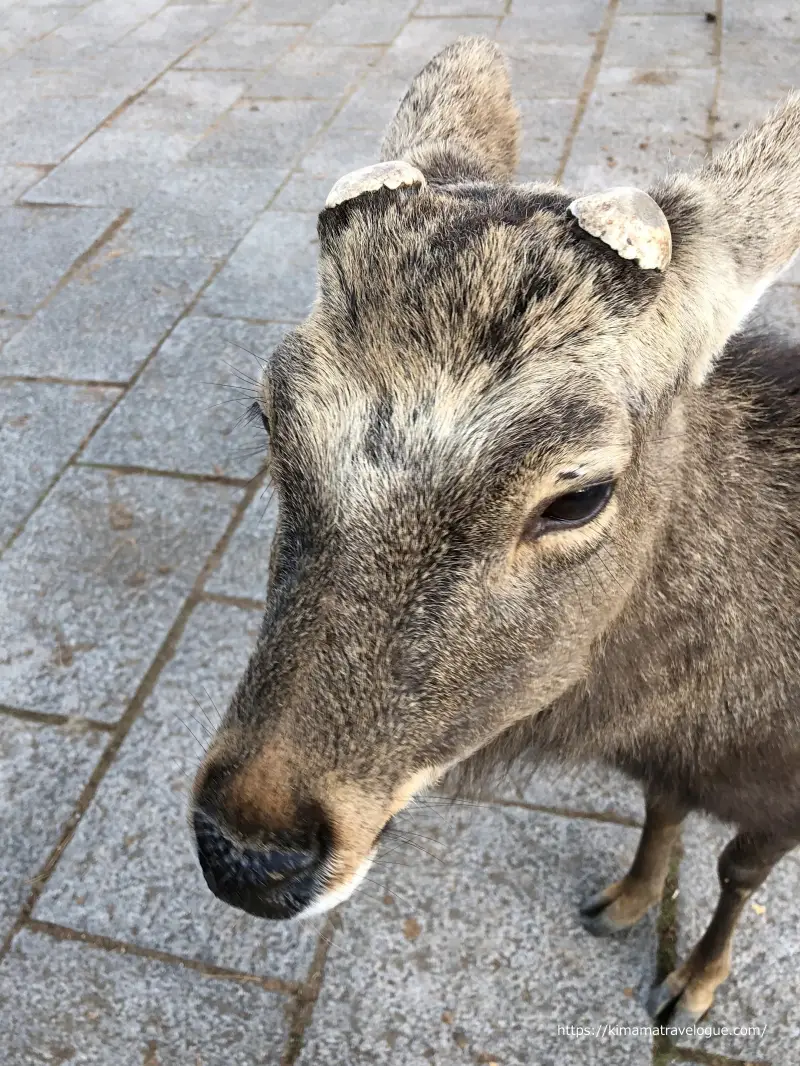 東大寺 (14)あまがみ鹿