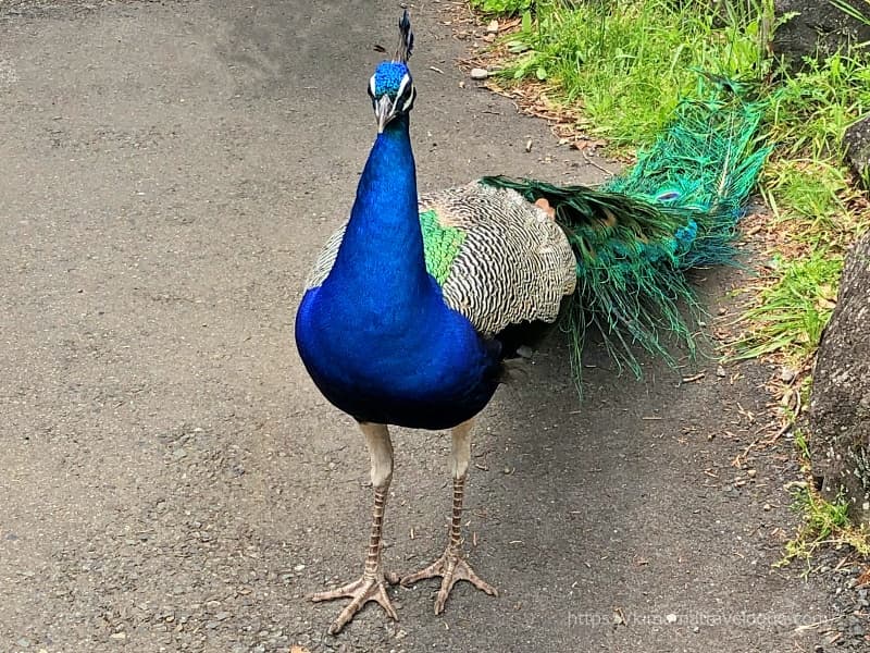 伊豆シャボテン動物公園孔雀02W800s