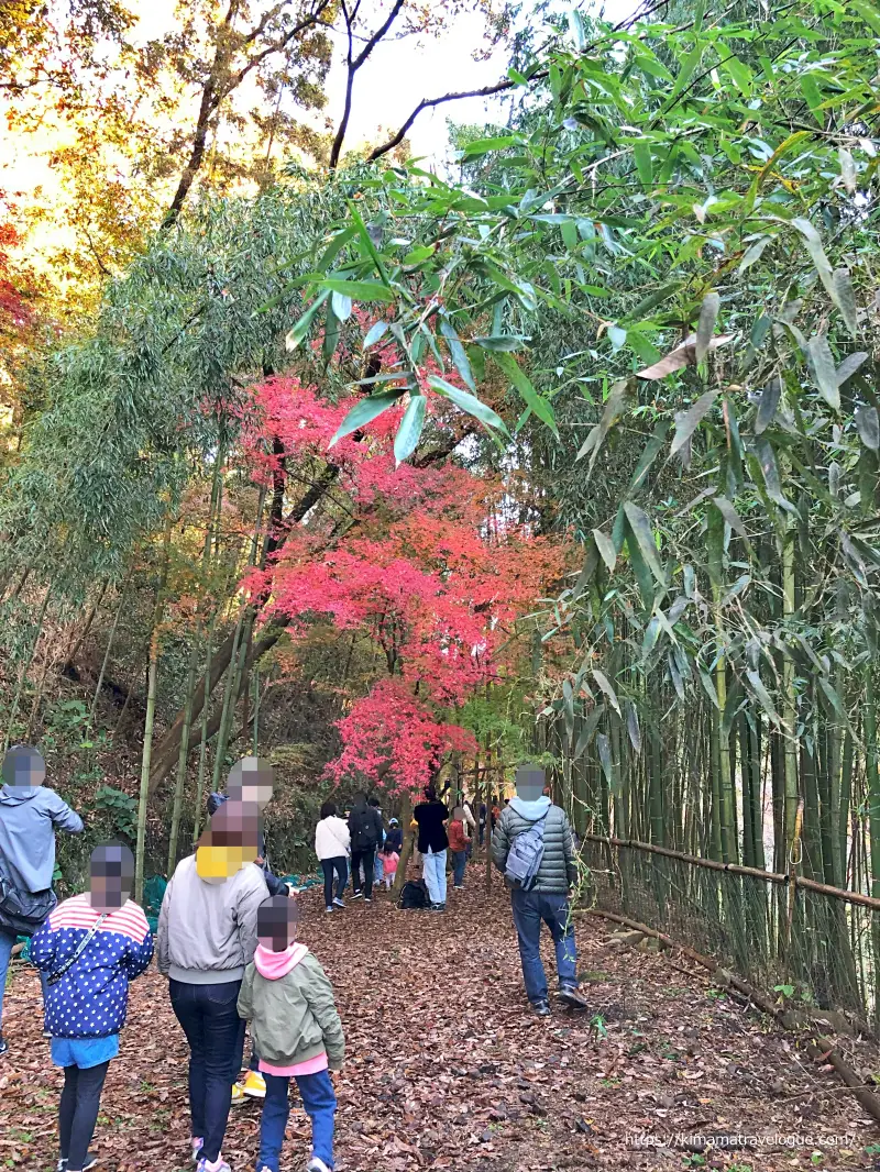 愛岐トンネル (33)　竹林