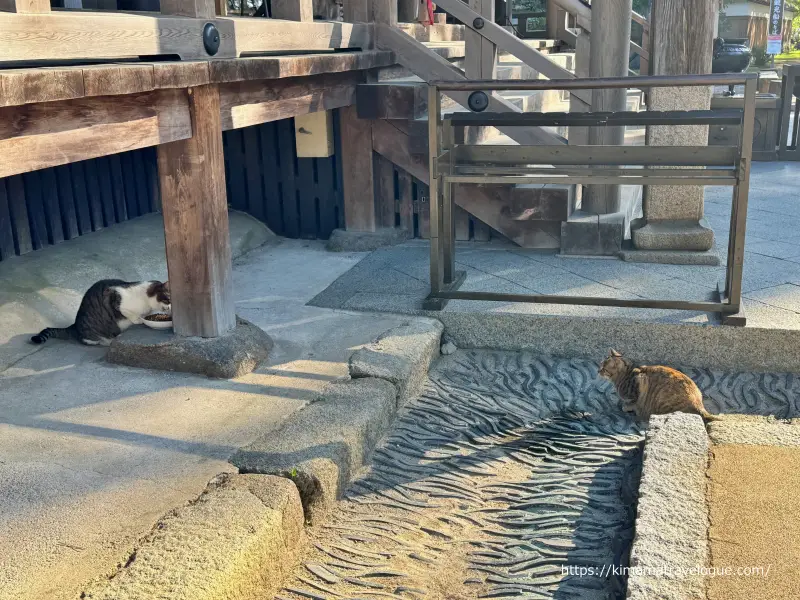 智恩寺11　智恩寺軒下ねこ