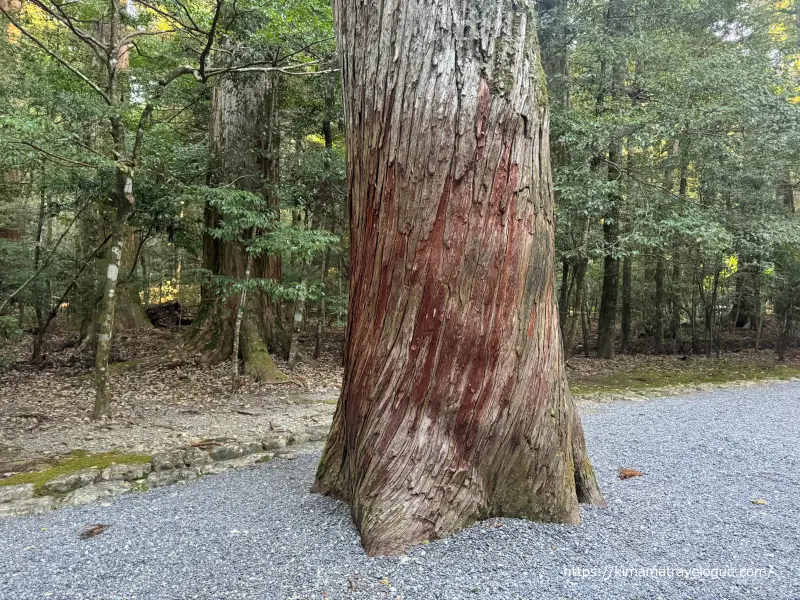 瀧原宮31　ねじれ杉