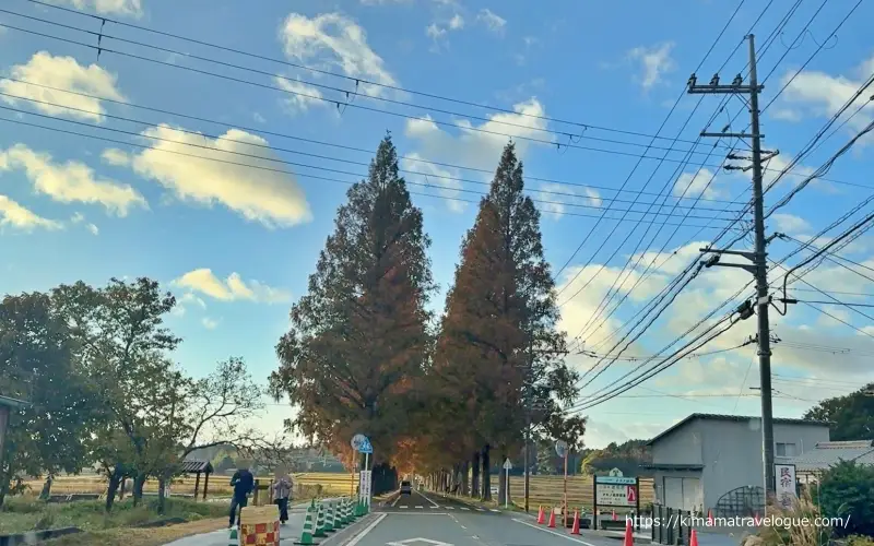 メタセコイア並木北端