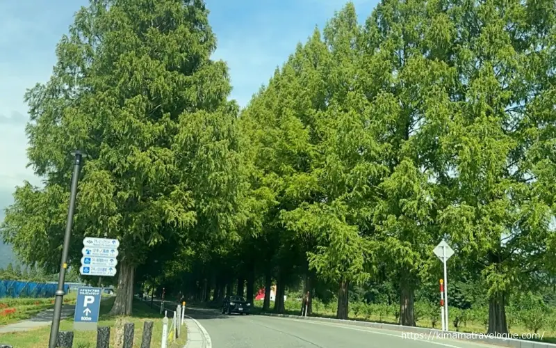 メタセコイア並木9月南端